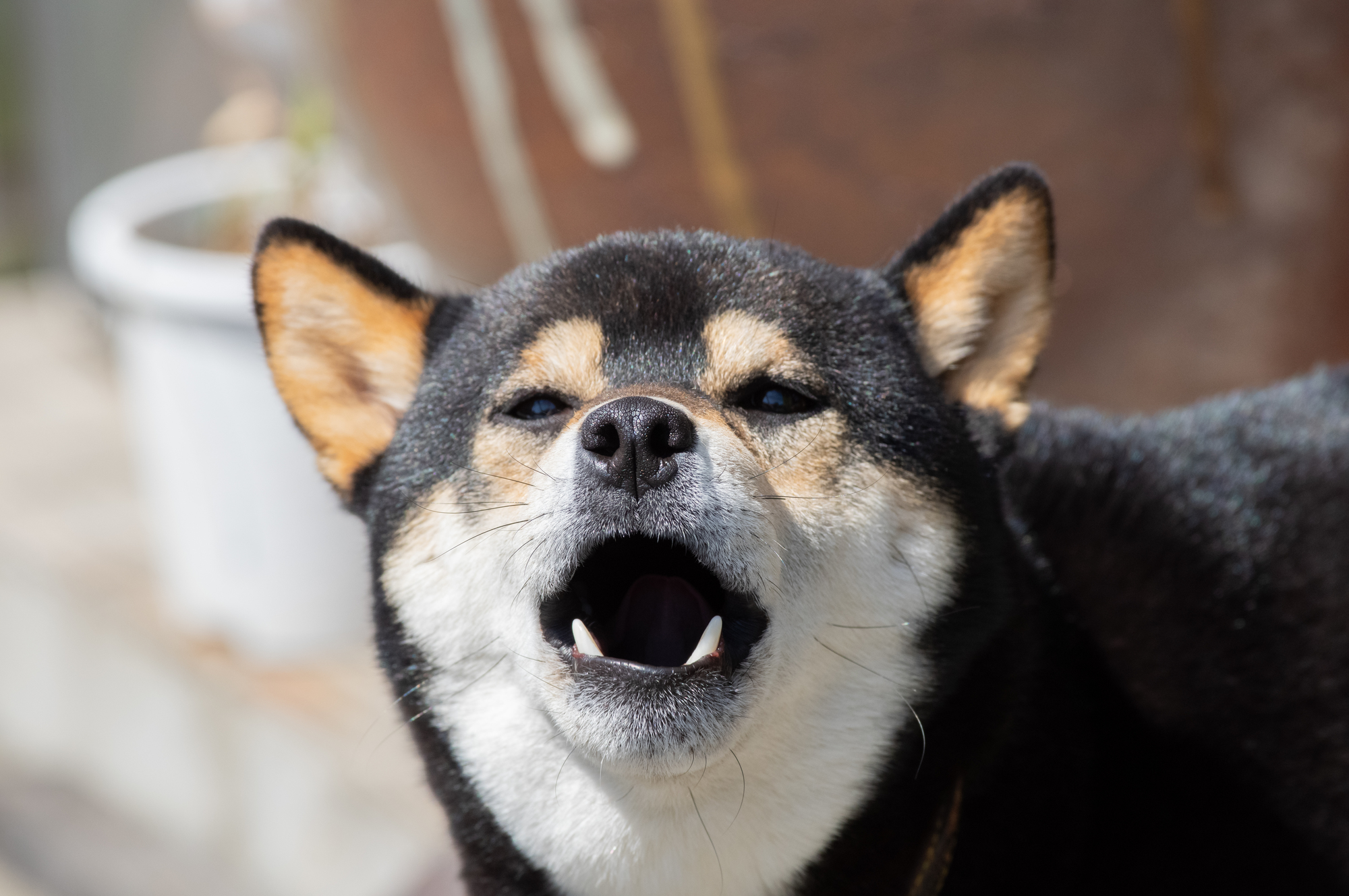 ワンちゃんが吠える理由と主な対応方法