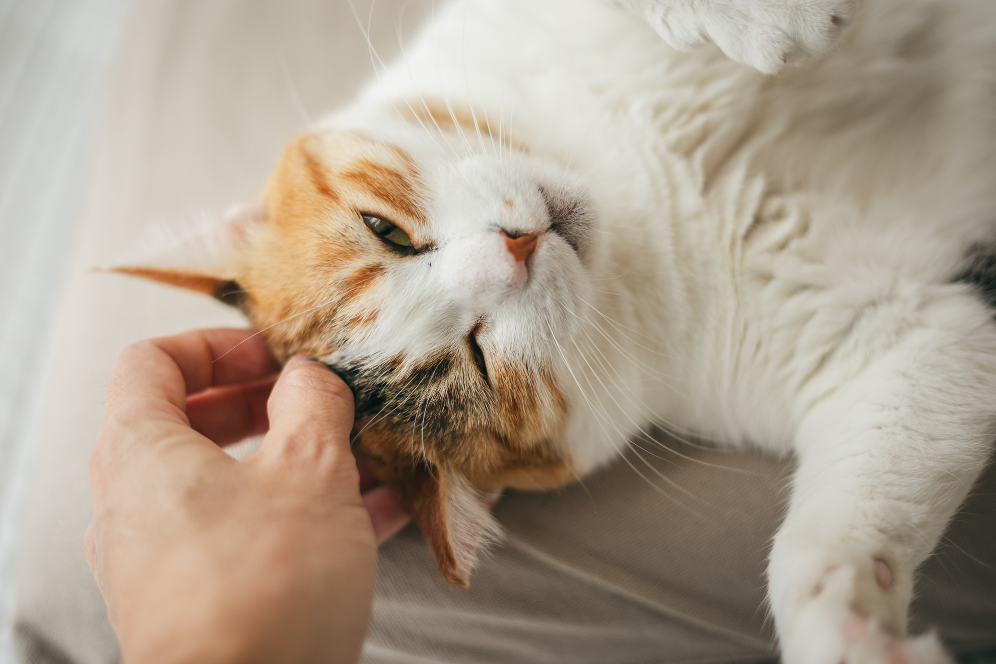なでなでされているネコちゃん