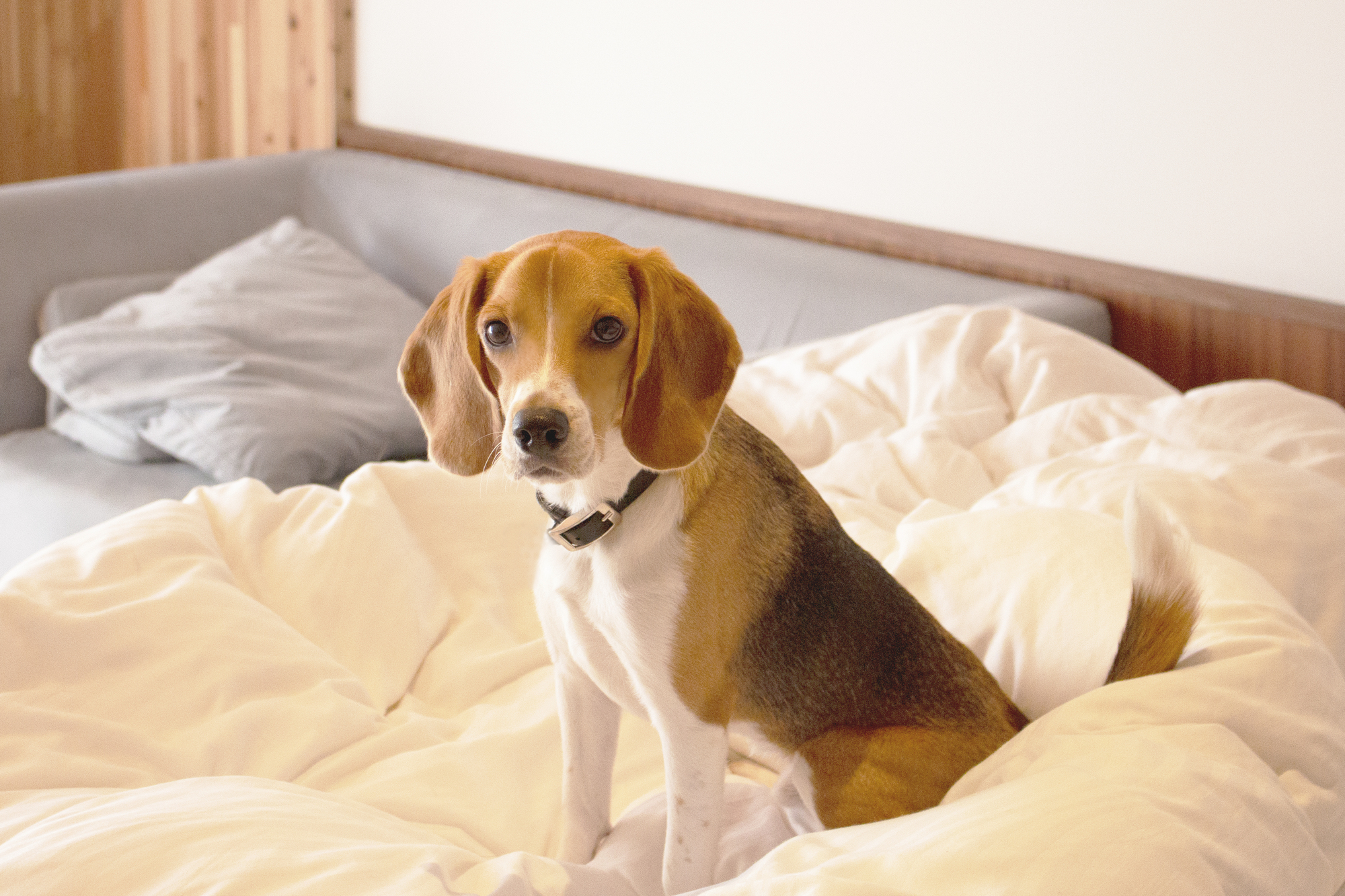 白い布団の上のビーグル犬