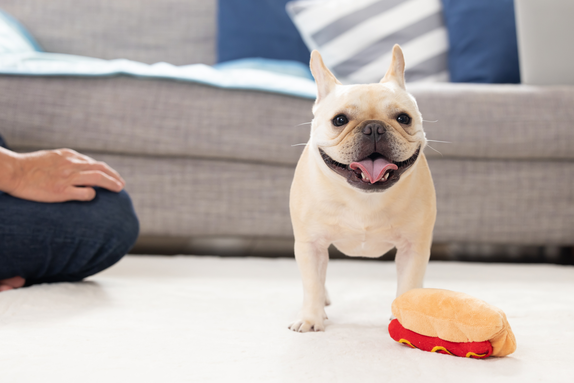 室内で笑顔のフレンチブルドッグ 