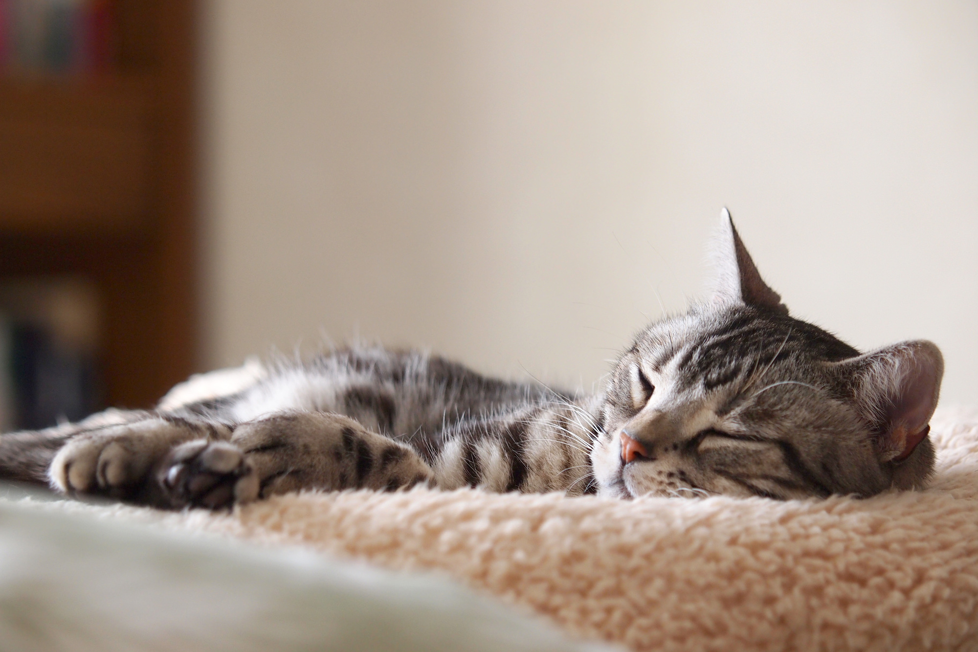 ふわふわのおふとんの上で寝ている猫