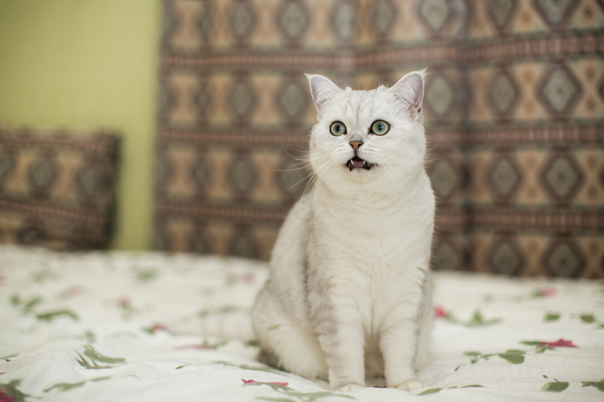 サイレントニャーをしている白いネコちゃん