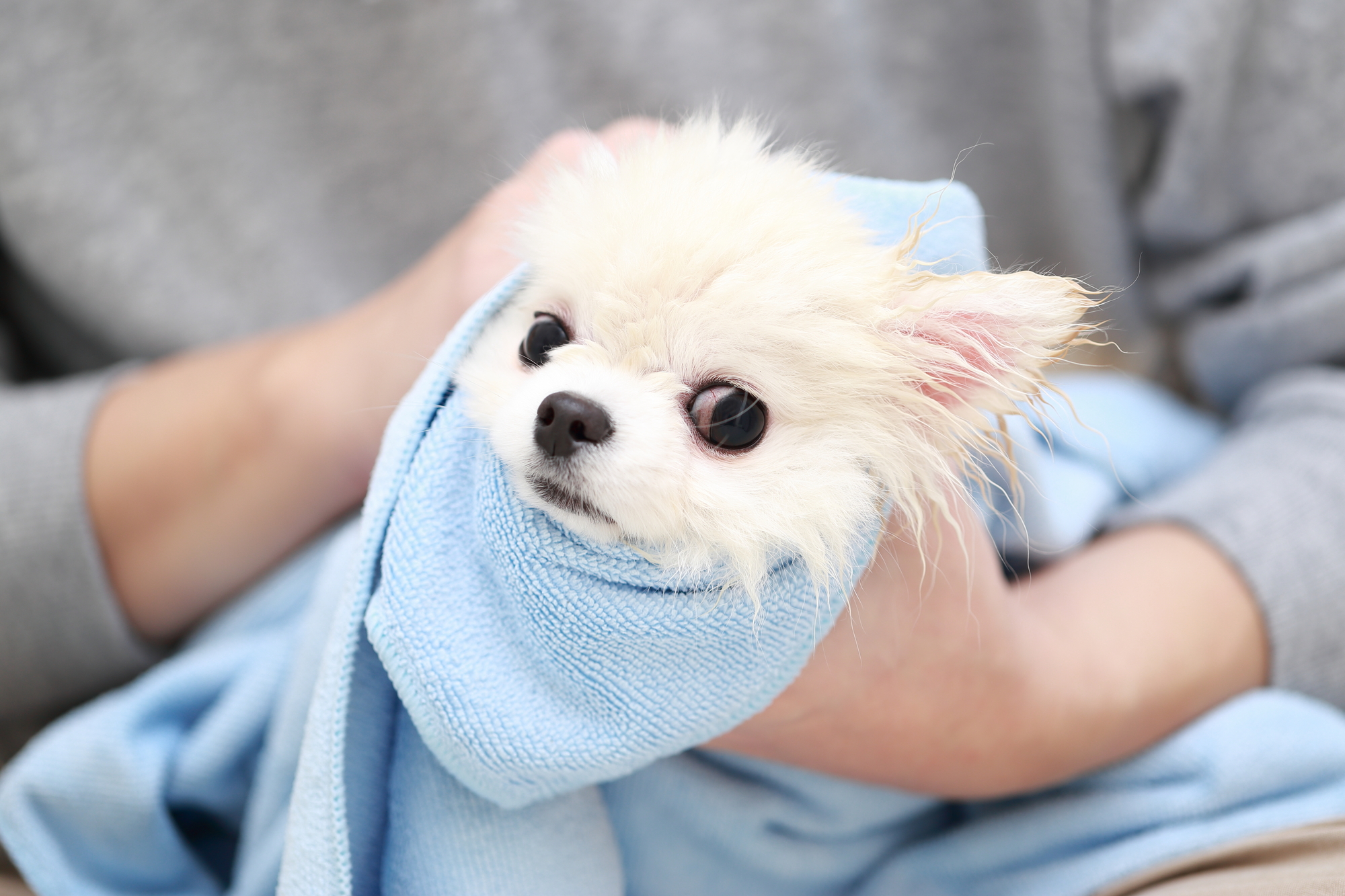タオルで拭かれているワンちゃん
