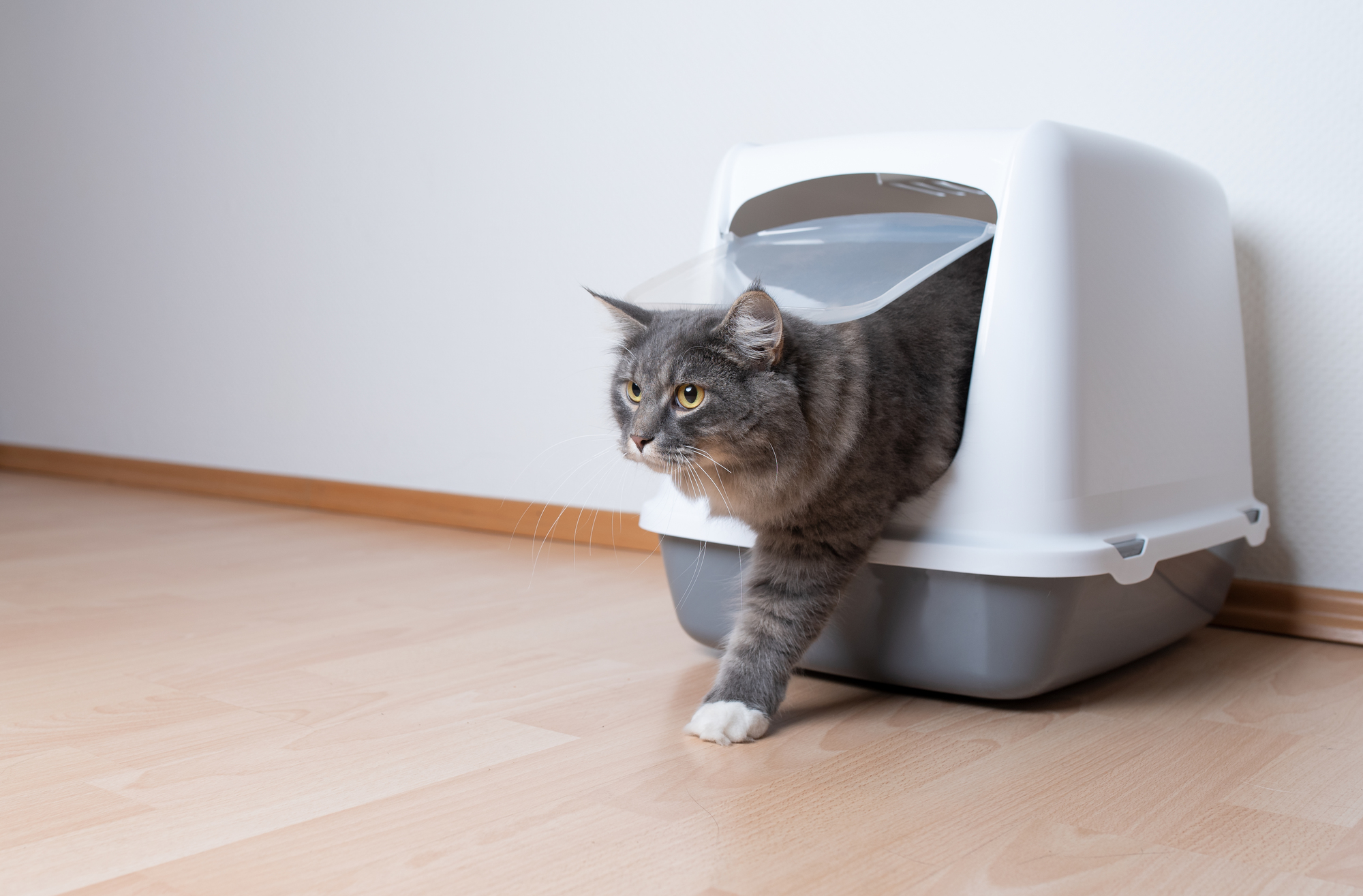 トイレを終えたネコちゃん