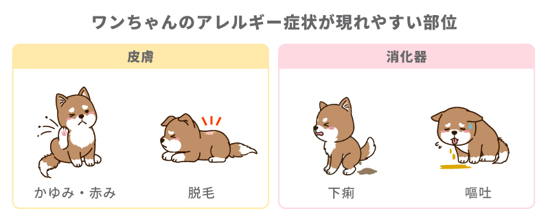 ワンちゃんのアレルギー症状が現れやすい部位