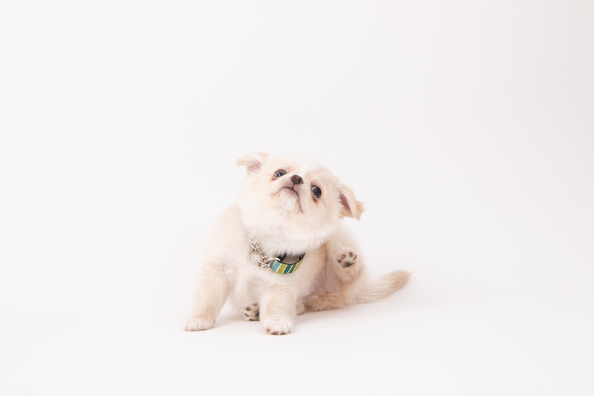 身体をかいている白い子犬