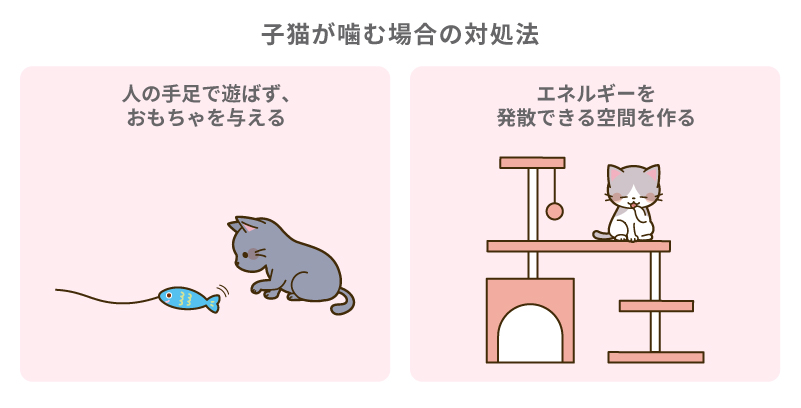 子猫が噛む場合の対処法
