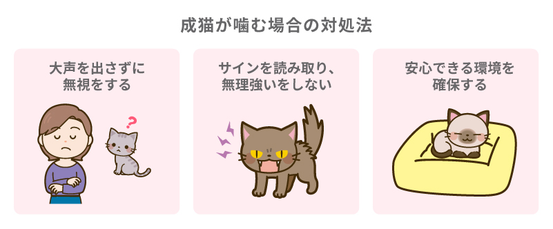 成猫が噛む場合の対処法