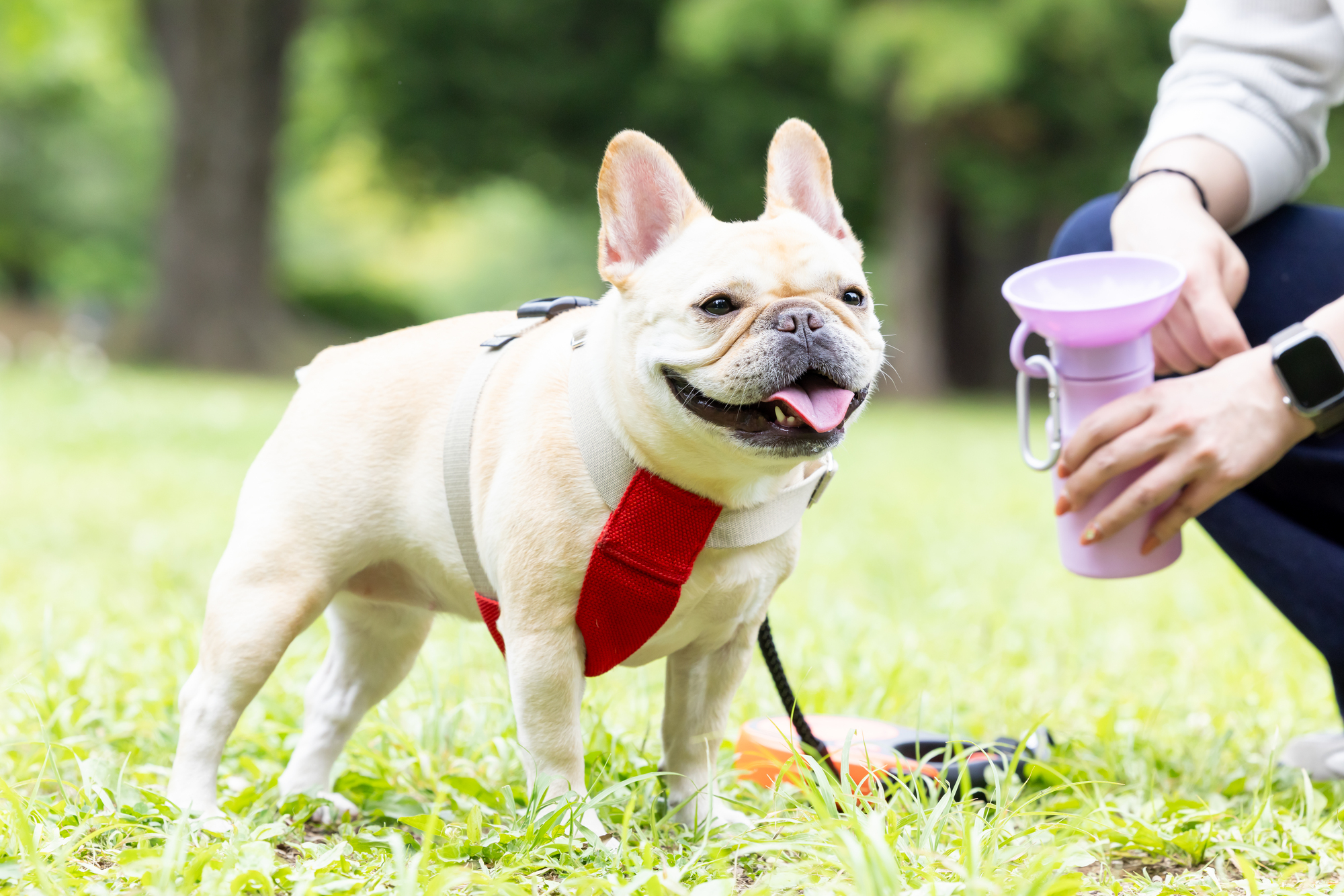 公園で暑そうな様子のワンちゃん