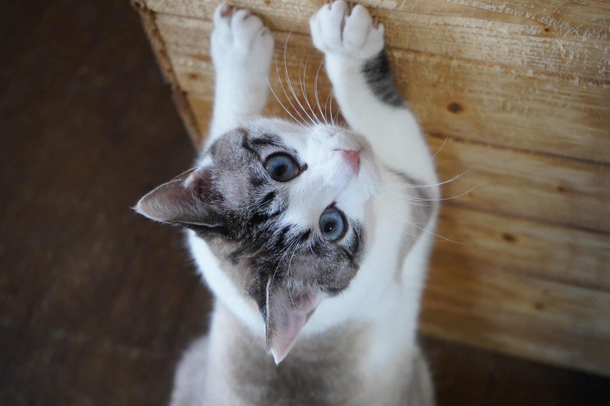 爪とぎをするネコちゃん