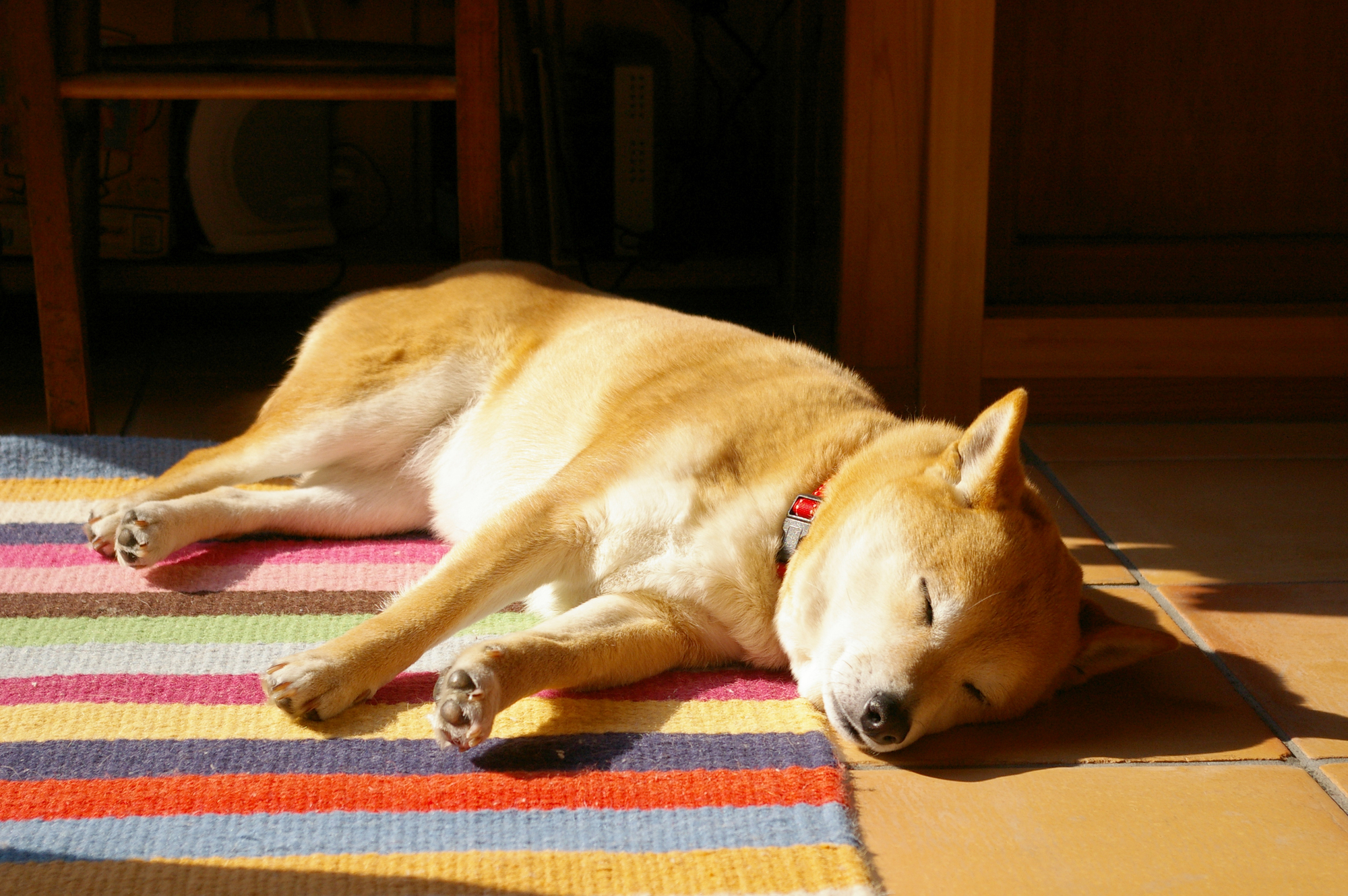 眠る柴犬