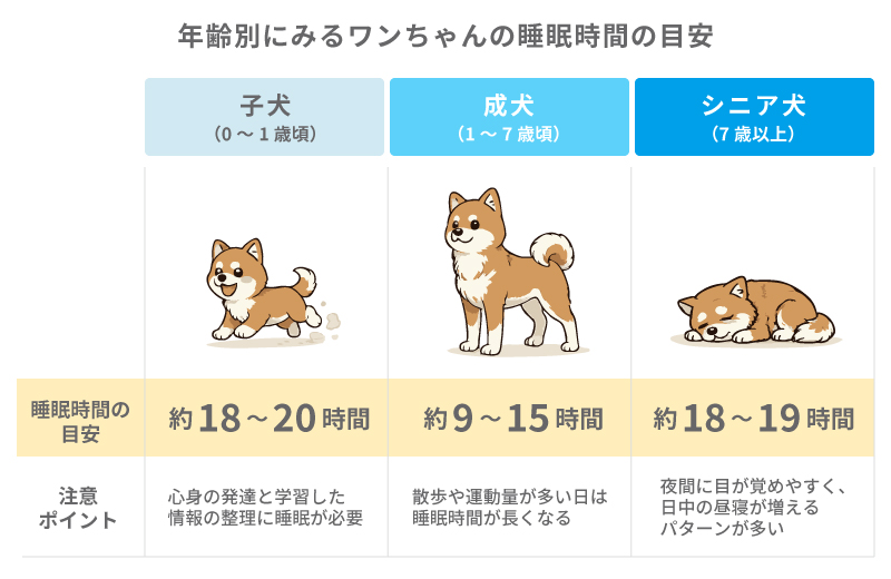 年齢別にみるワンちゃんの睡眠時間の目安