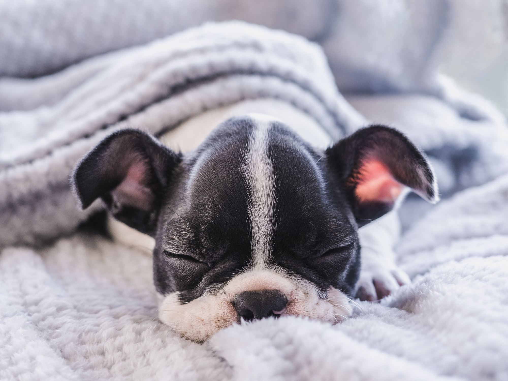 眠るフレンチブル