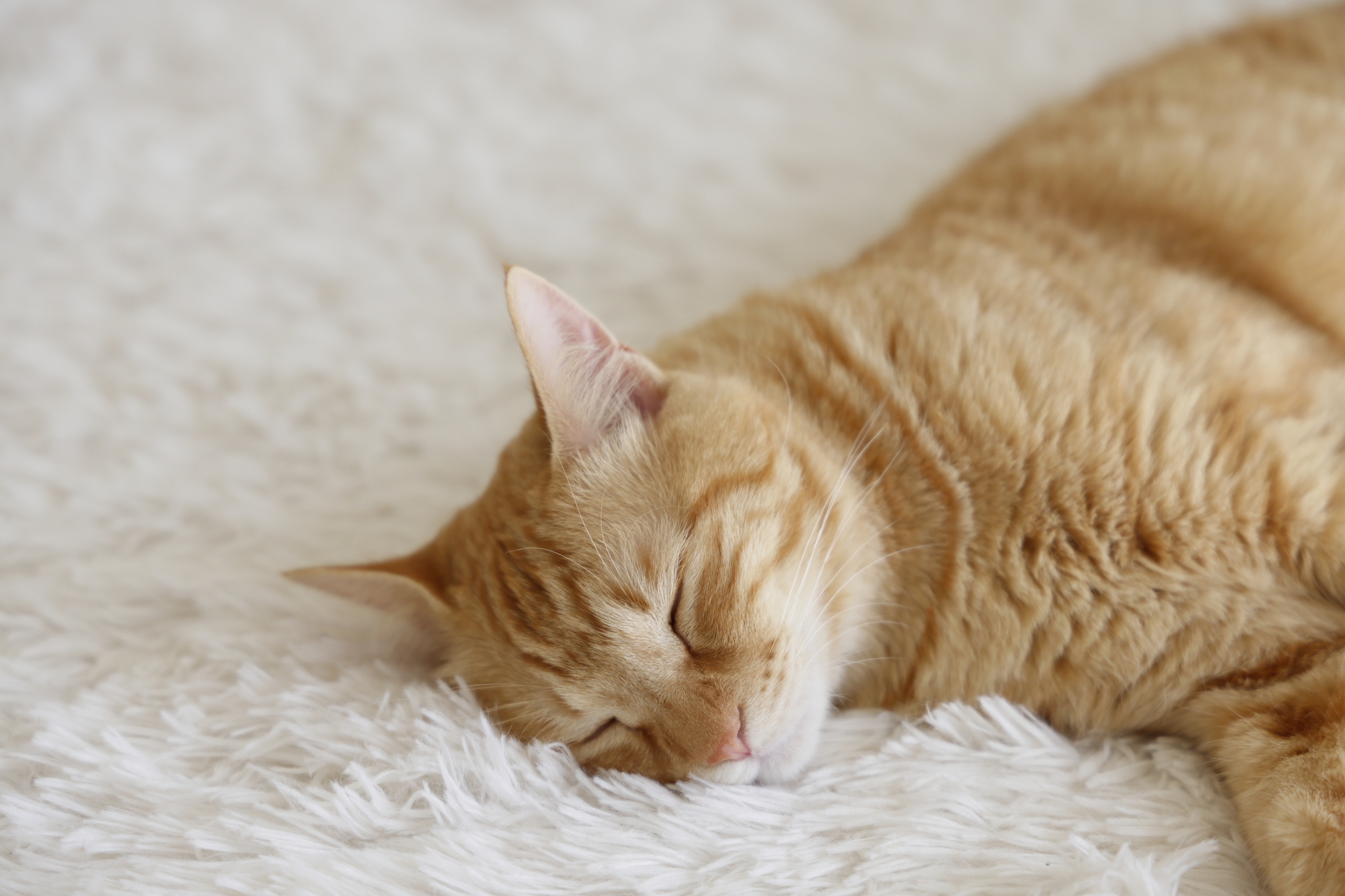 眠っているネコちゃん