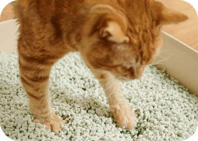 オールインにゃんサンドを使用する猫