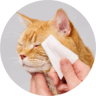 猫ちゃんの目のまわりを拭くイメージ図