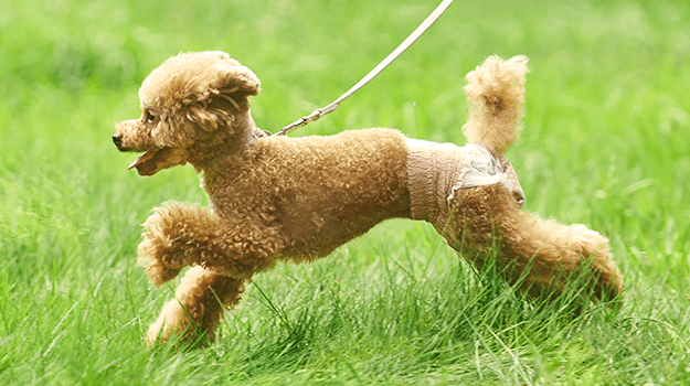 犬用おむつ（アクティブウェア）着用イメージ