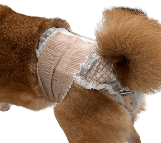 柴犬（犬用おむつ着用イメージ）②