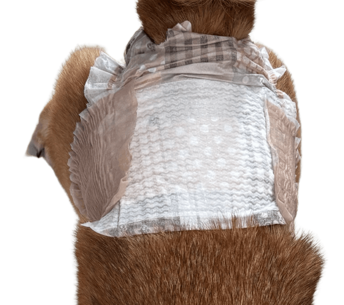 柴犬（犬用おむつ着用イメージ）③