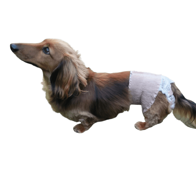 ミニチュア・ダックスフンド（犬用おむつ着用イメージ）