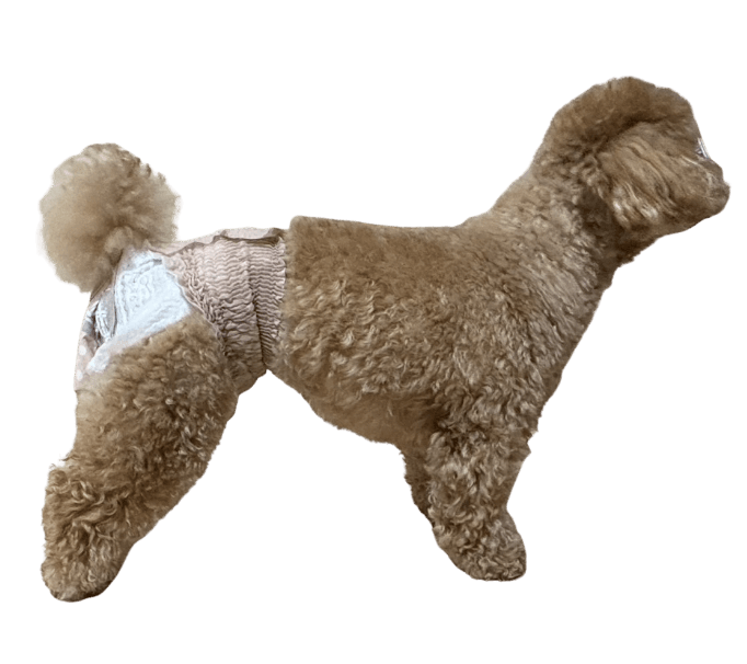 トイ・プードル（犬用おむつ着用イメージ）