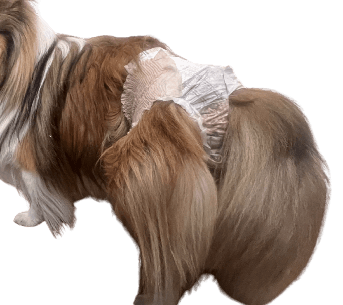 シェットランド・シープドッグ（犬用おむつ着用イメージ）②