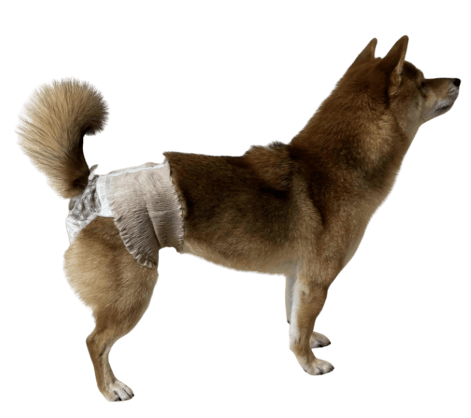 柴犬（犬用おむつ着用イメージ）