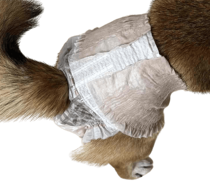 柴犬（犬用おむつ着用イメージ）③