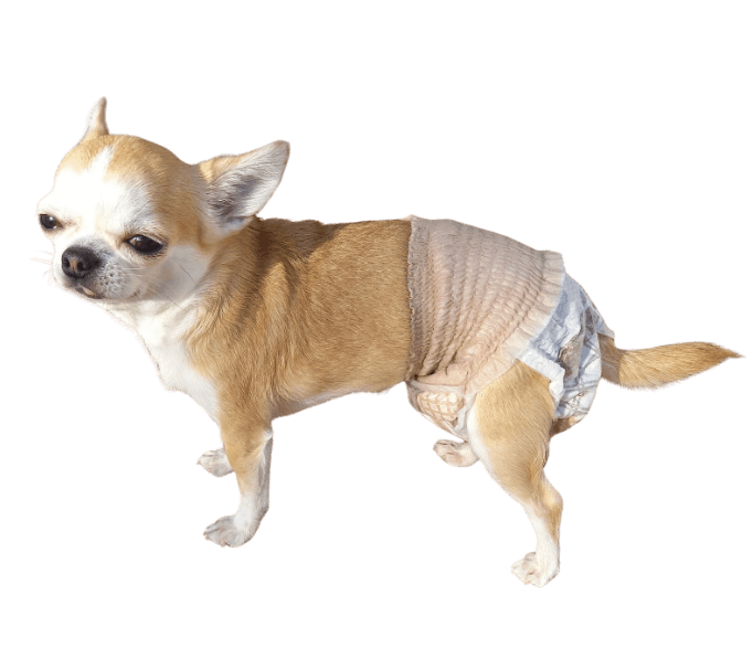 チワワ（犬用おむつ着用イメージ）