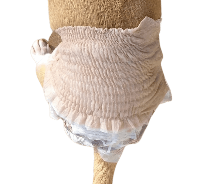 チワワ（犬用おむつ着用イメージ）③