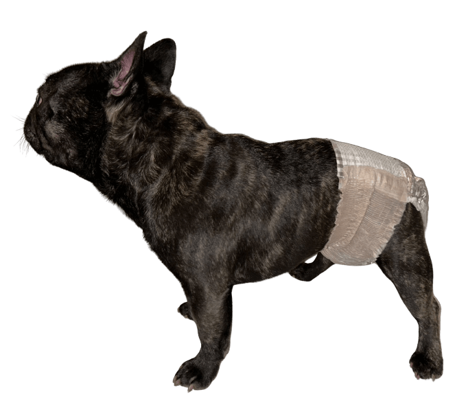 フレンチ・ブルドッグ（犬用おむつ着用イメージ）