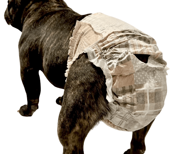 フレンチ・ブルドッグ（犬用おむつ着用イメージ）②