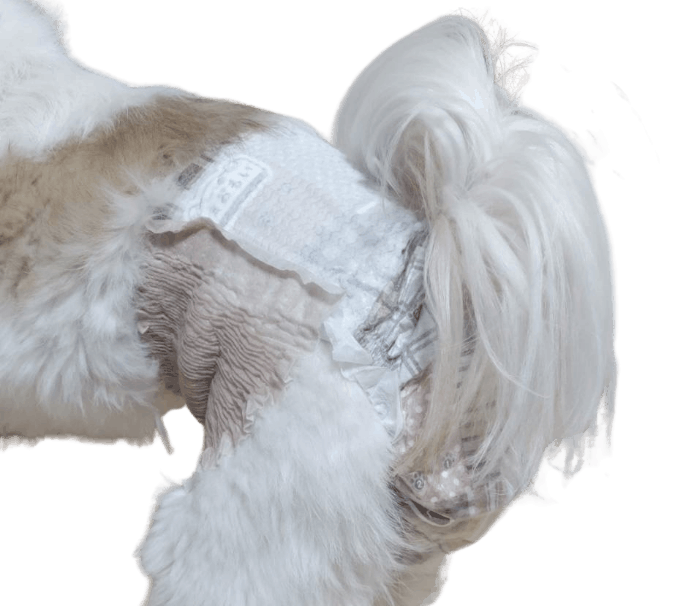 シー・ズー（犬用おむつ着用イメージ）②