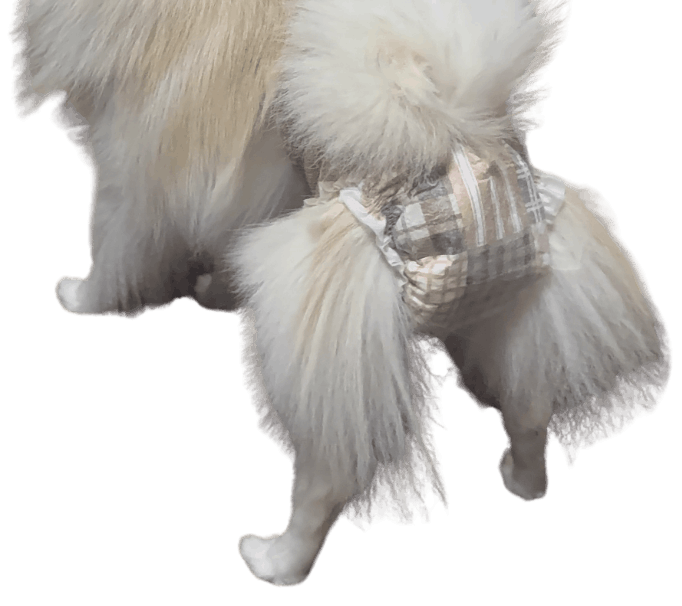 ポメラニアン（犬用おむつ着用イメージ）②