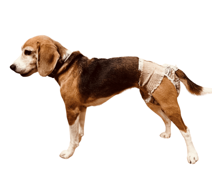 ビーグル（犬用おむつ着用イメージ）