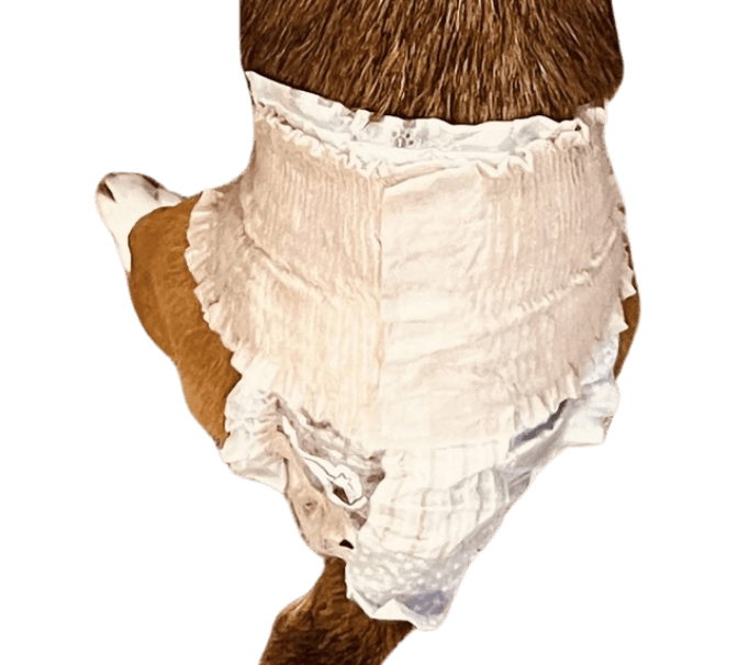 ビーグル（犬用おむつ着用イメージ）③