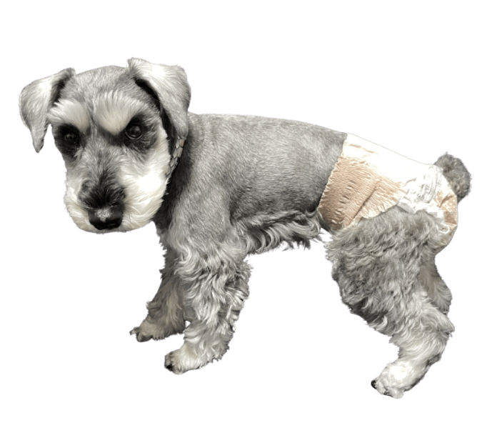 ミニチュア・シュナウザー（犬用おむつ着用イメージ）