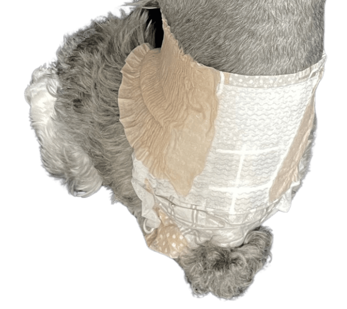 ミニチュア・シュナウザー（犬用おむつ着用イメージ）③