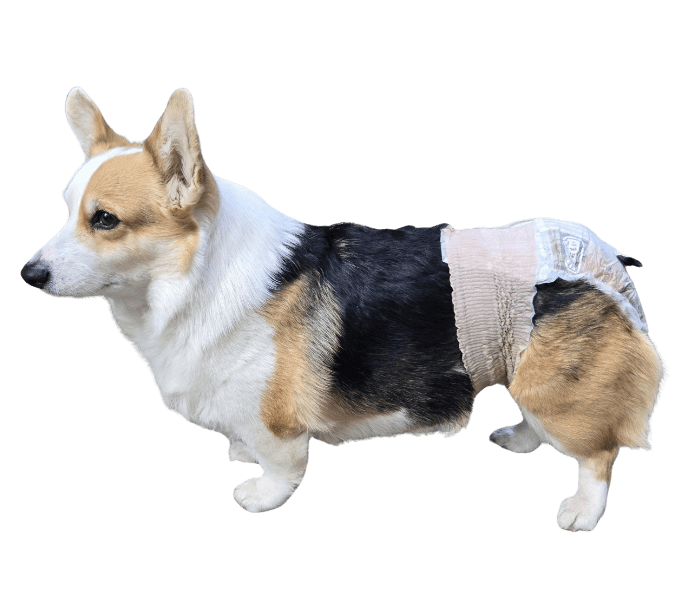 ウェルシュ・コーギー・ペンブローク（犬用おむつ着用イメージ）