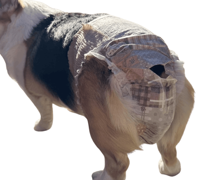 ウェルシュ・コーギー（犬用おむつ着用イメージ）②