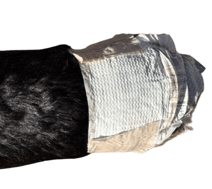 ウェルシュ・コーギー（犬用おむつ着用イメージ）③