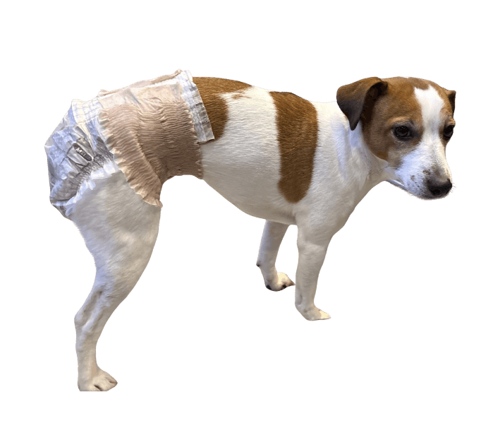 ジャック・ラッセル・テリア（犬用おむつ着用イメージ）