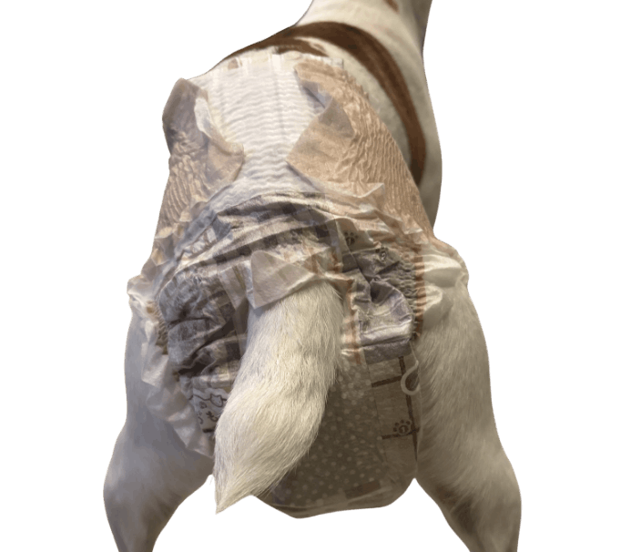 ジャック・ラッセル・テリア（犬用おむつ着用イメージ）②