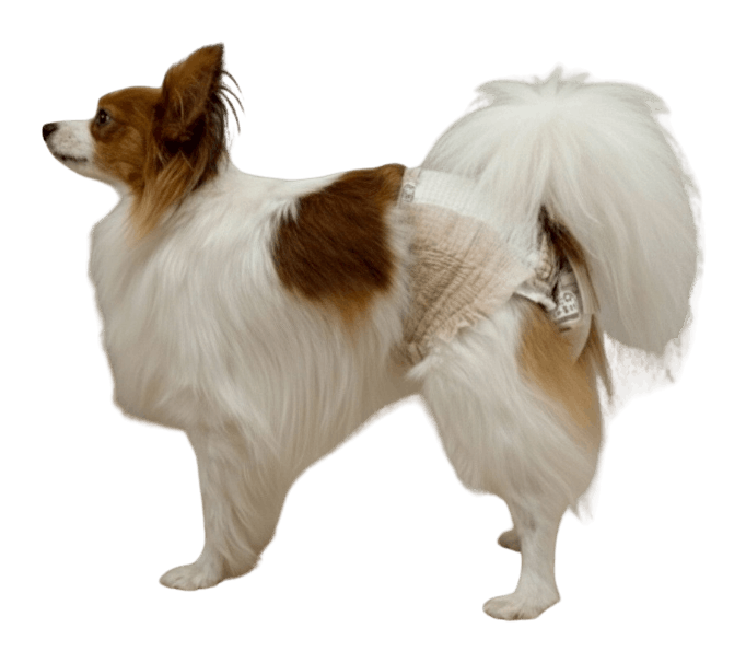 パピヨン（犬用おむつ着用イメージ）