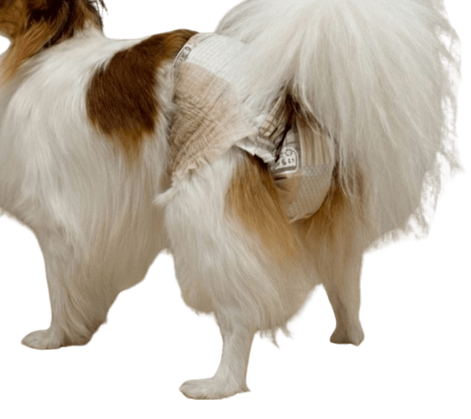 パピヨン（犬用おむつ着用イメージ）②