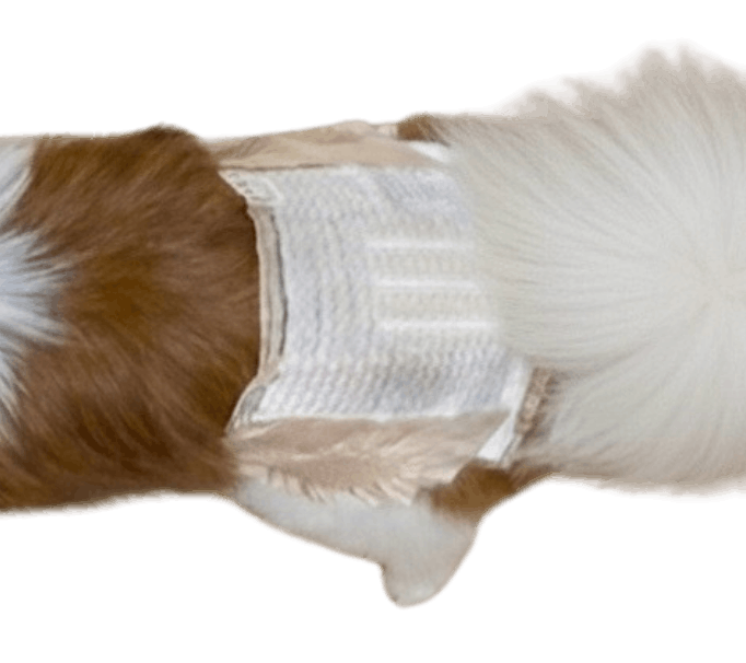 パピヨン（犬用おむつ着用イメージ）③