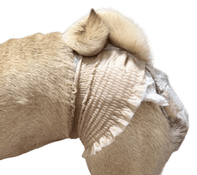 パグ（犬用おむつ着用イメージ）②