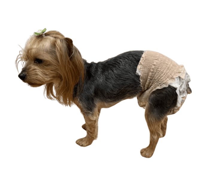 ヨークシャー・テリア（犬用おむつ着用イメージ）