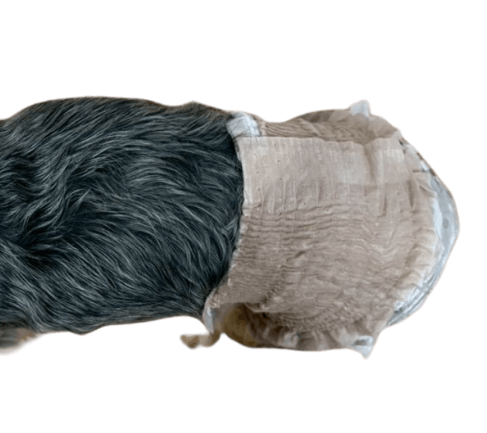 ヨークシャー・テリア（犬用おむつ着用イメージ）③