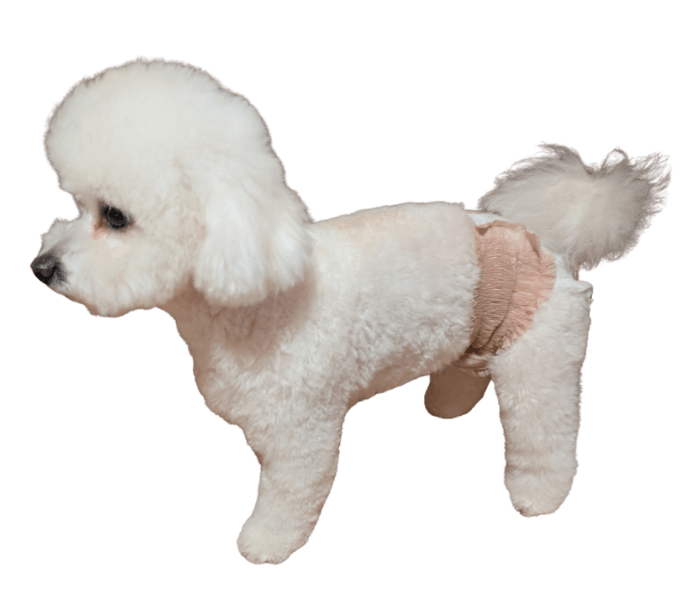 ビションフリーゼ（犬用おむつ着用イメージ）